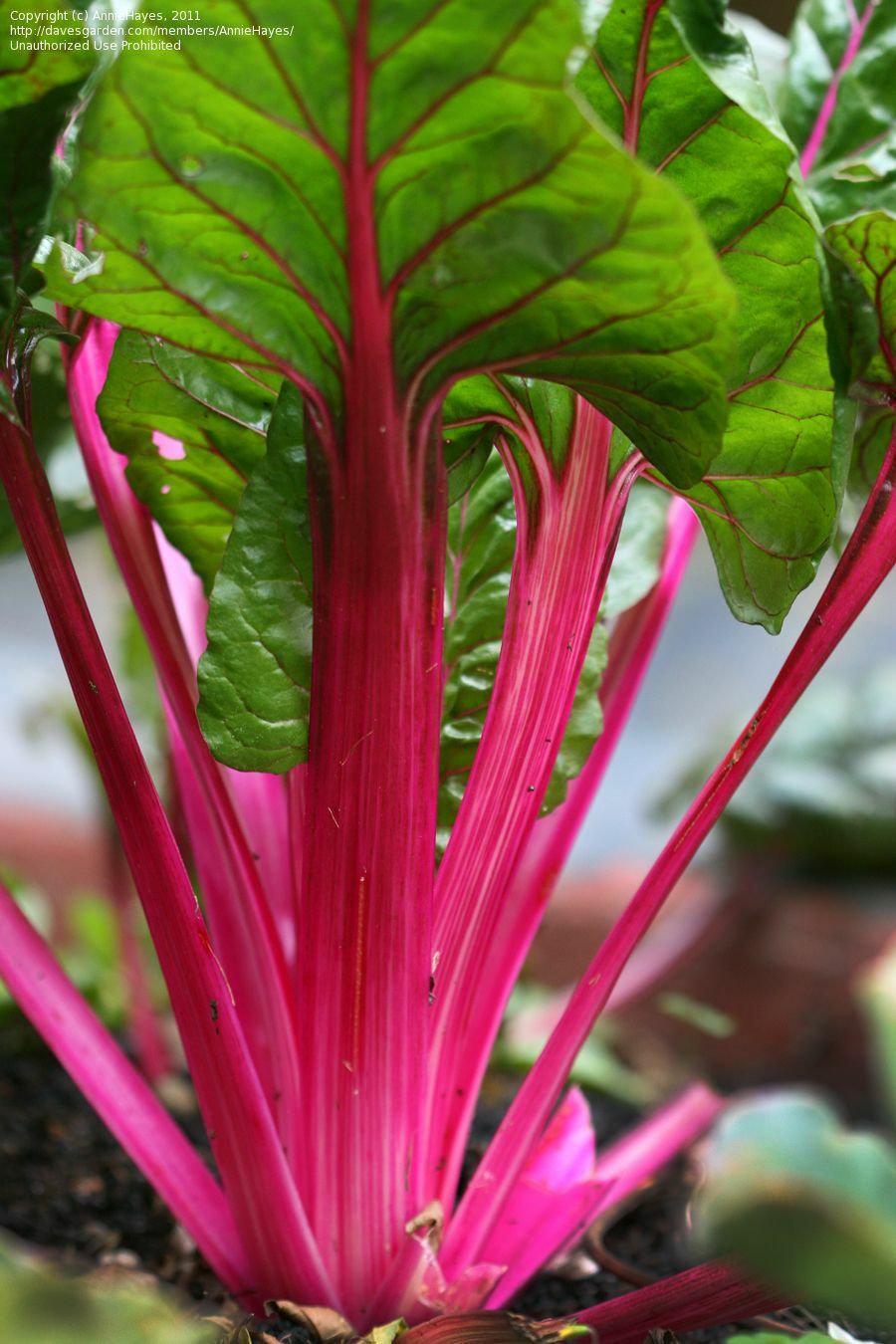 Magenta Swiss Chard Seeds, NON-GMO, Colorful Salad, FREE SHIPPING