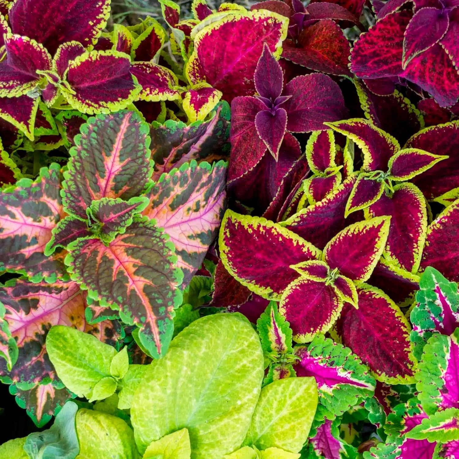 800 Heirloom Coleus Seeds – Rainbow Mix for Flourishing Gardens in Partial Shade