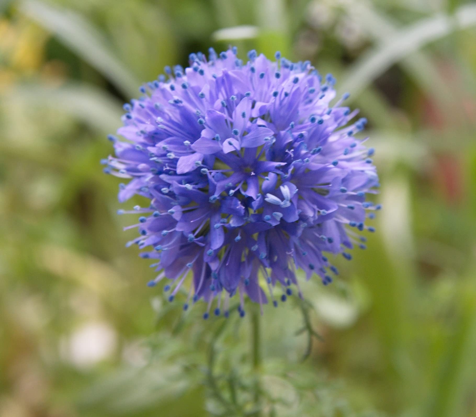 200+ Globe Gilia Seeds for Planting – Beautiful Annual Wildflower