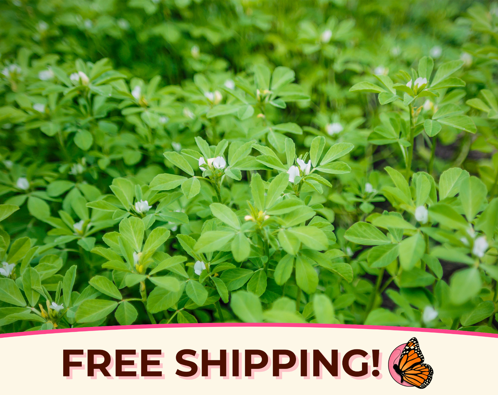 775+ Fenugreek Seeds | Non-GMO Herb & Vegetable Gardening Seed Packet, USA