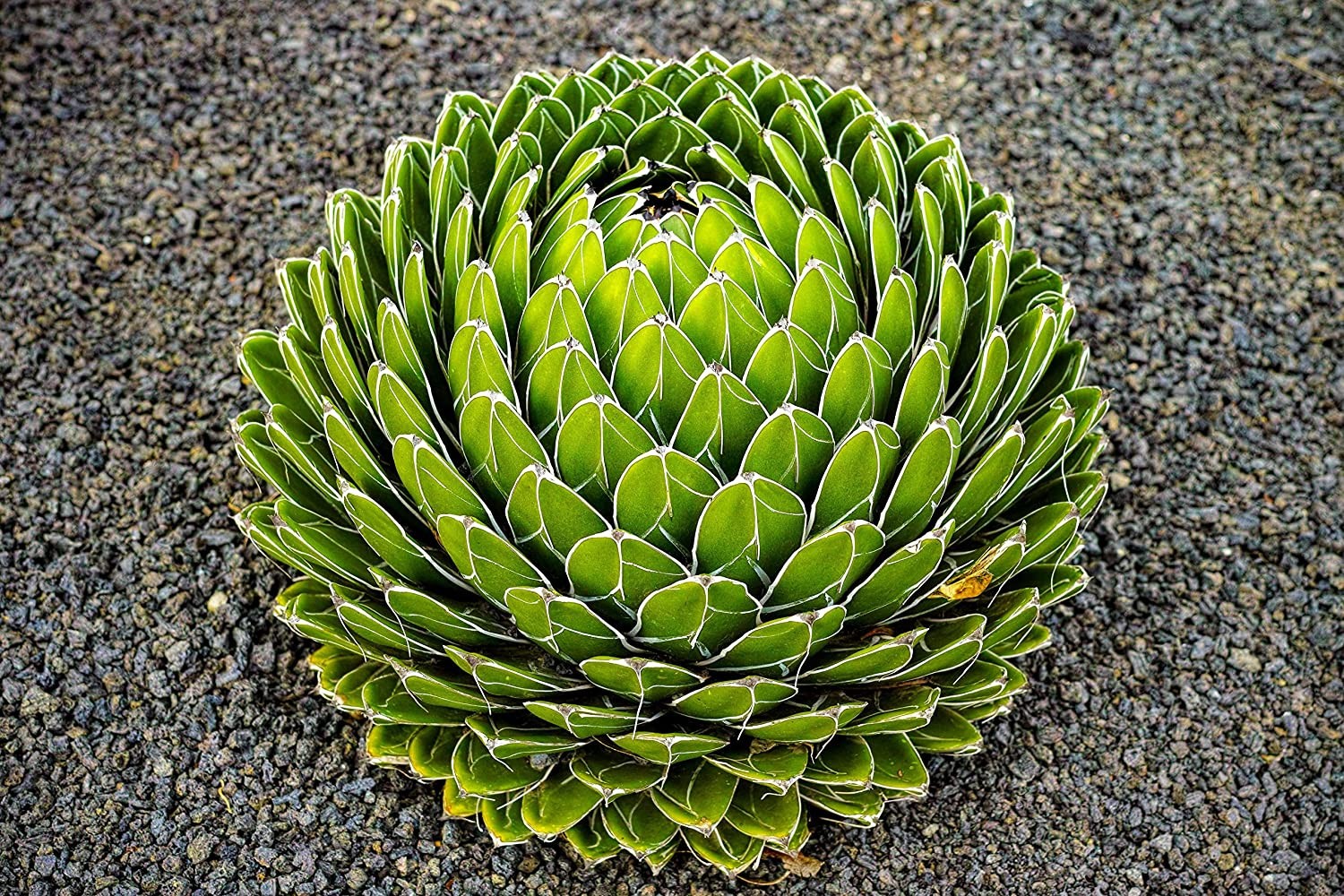 Agave reginae aka Queen Victoria agave 5 Seeds Free Shipping!