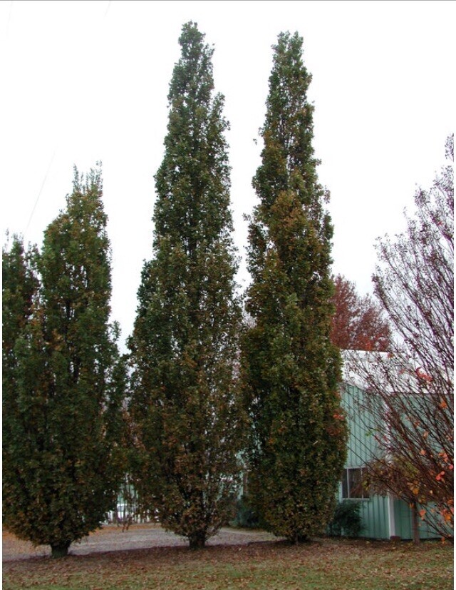 Quercus robur Fastigiata , Columnar English Oak, 1-2 year old, bare root