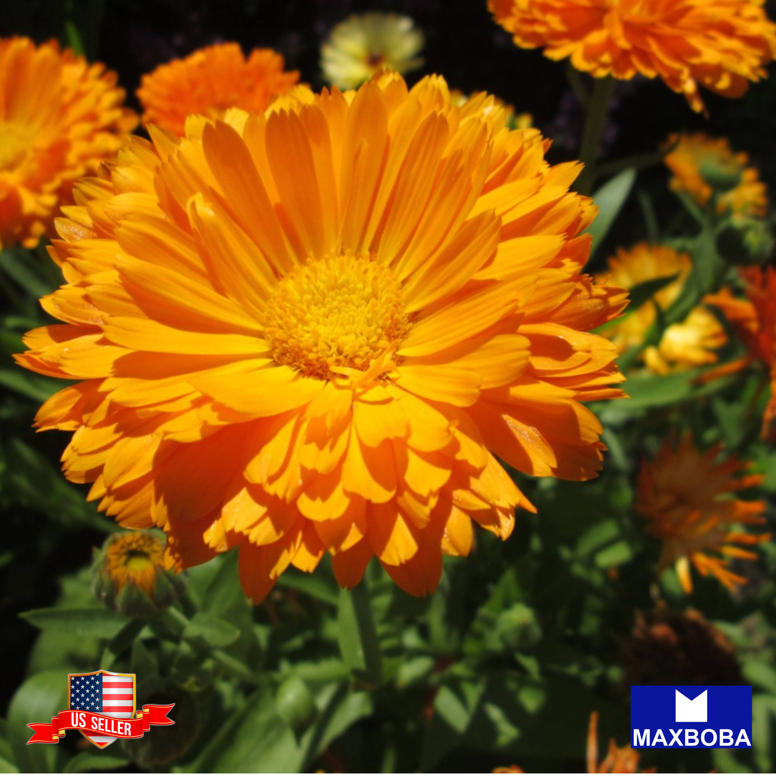 100 Calendula Seeds Fiesta Gitana Non-GMO Heirloom BOGO 50% OFF