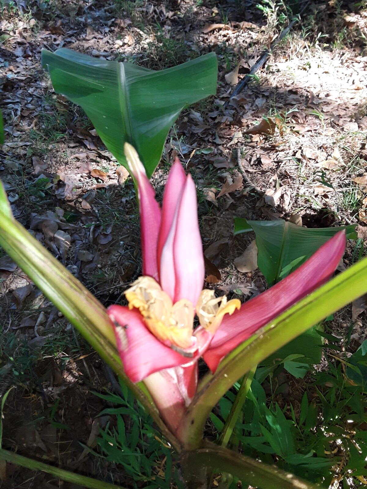 10 Pink Dwarf Ornamental Banana fruit Seeds(Musa Velu).US Grown Seeds.