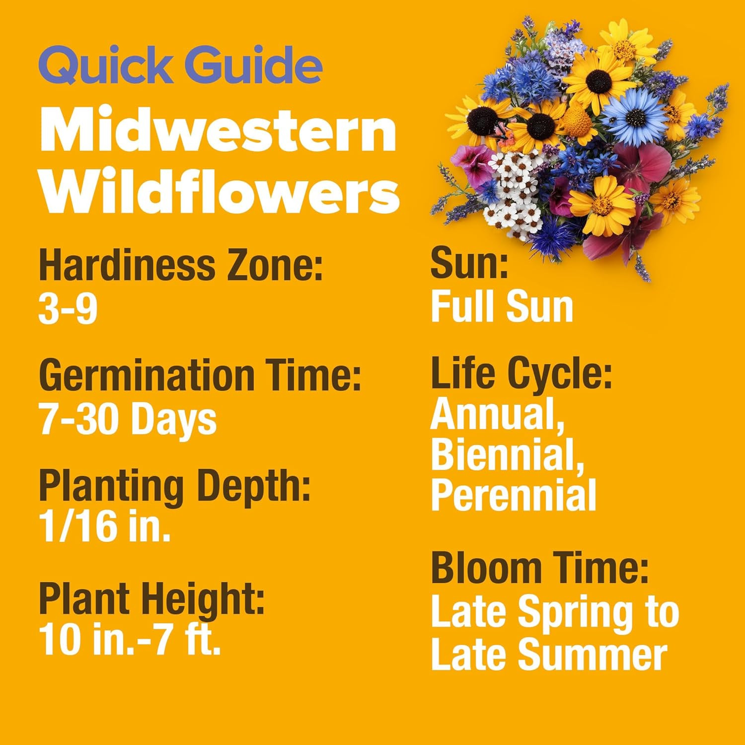Midwest Wildflower Seeds Mix | 65,000+ Heirloom Perennial Flower Seed for Attrac