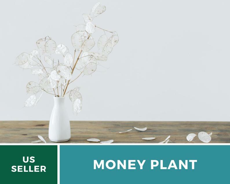 Money Plant – Annual Honesty – 20 Seeds – Natural Air Purifier – Fragrant Flower