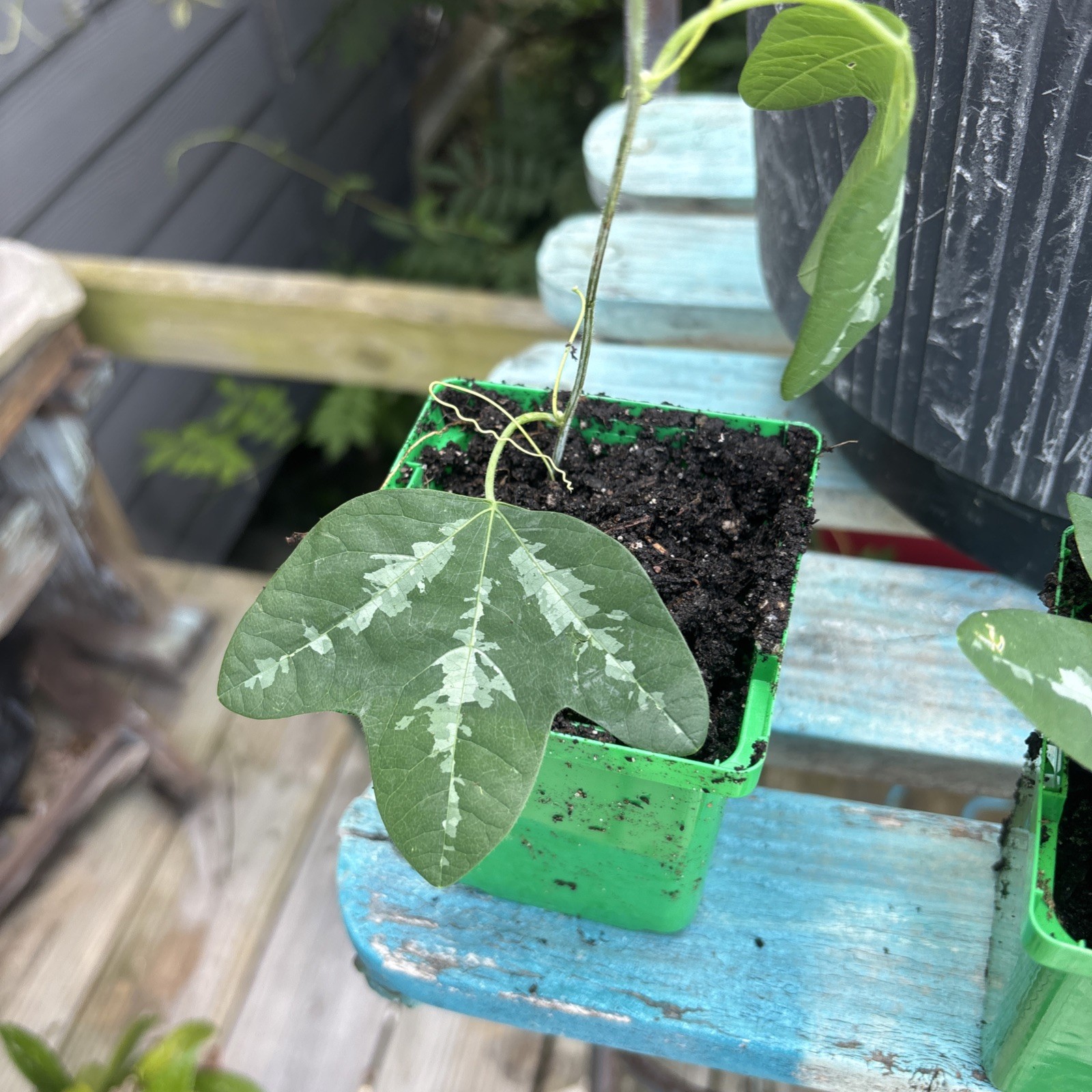 Passiflora trifasciata -2 inch pot. Live starter plant-