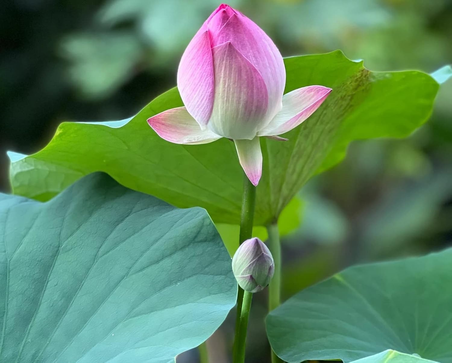 10pcs Indoor/Outdoor Lotus Seeds – Beautiful Water Lily Plants for Any Space