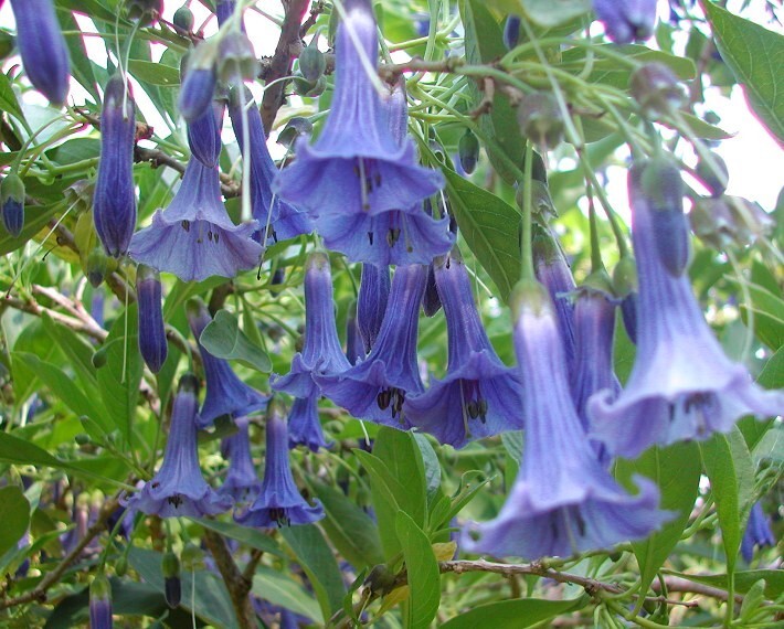 25 Seeds| Blue Angel Datura Flowers Seeds#G005
