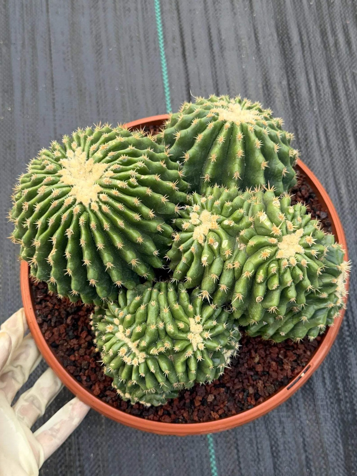 Crested Echinocactus Grusonii Inermis | Rare Short Spine Cluster Live Cactus