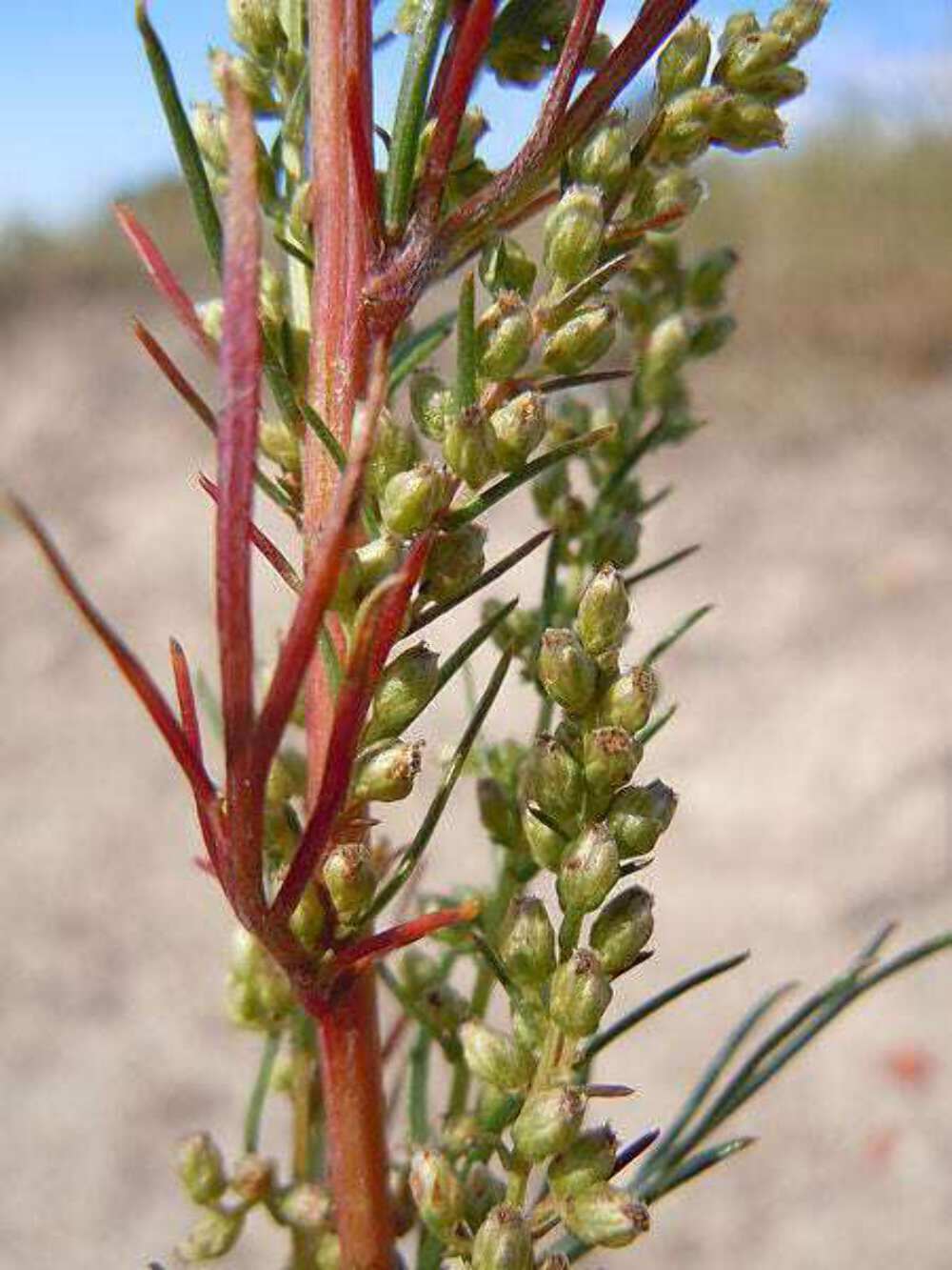 500 BEACH WORMWOOD Artemisia Caudata Silvermound Red Sagewort Herb Flower Seeds