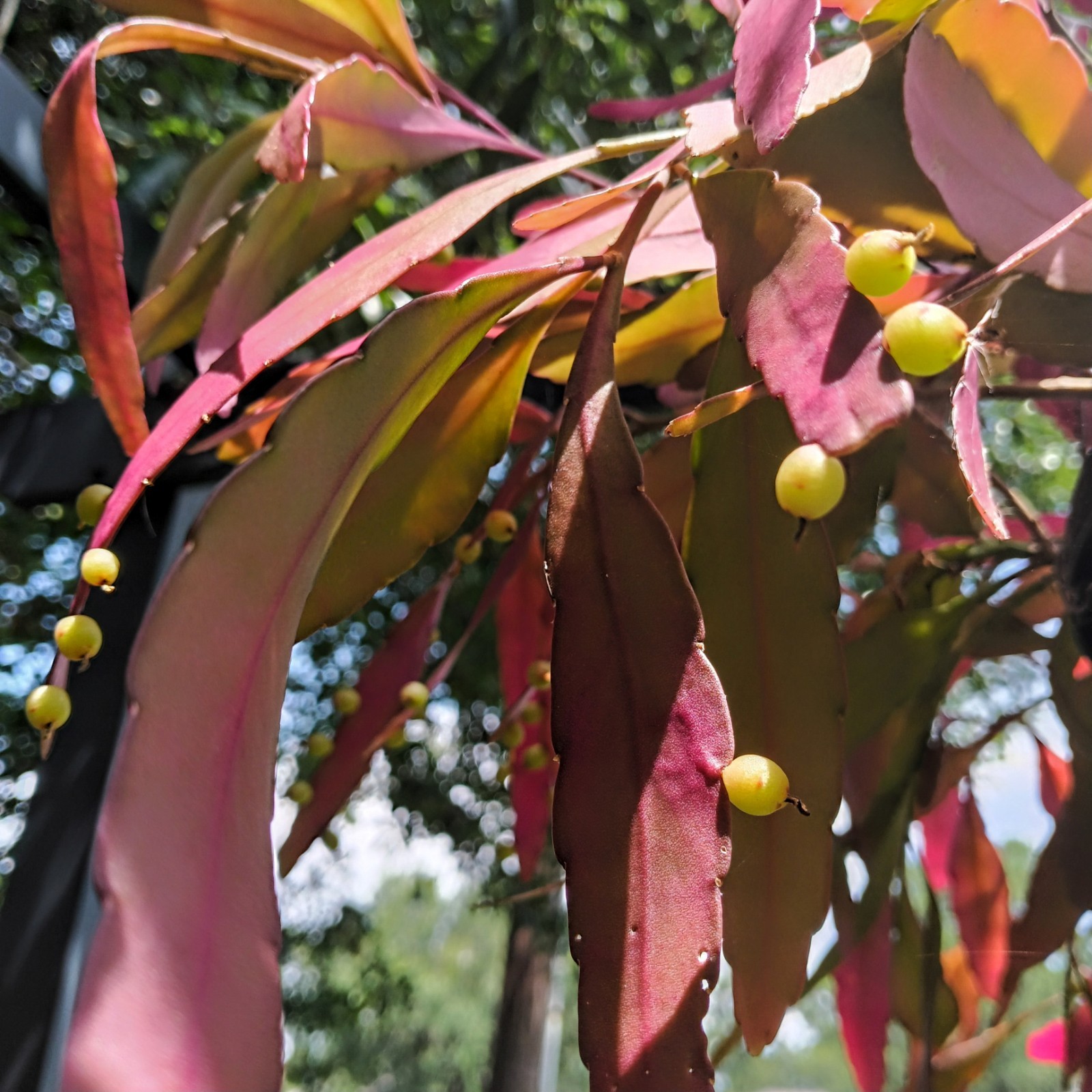 Pseudorphipsa Ramulosa ‘Red Coral’ SEEDS