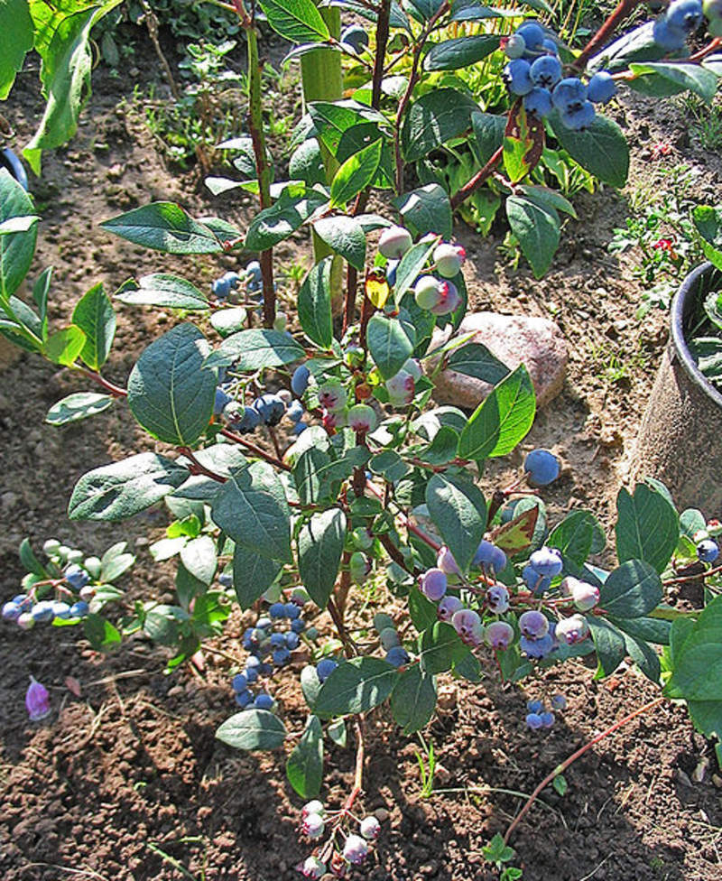 1-2000 PCS New Jersey Blueberry Tree Seeds Southern Black Highbush Fruit 0158