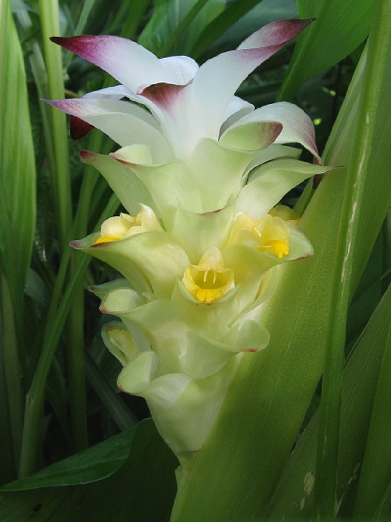 ~TURMERIC~ SPICE Curcuma longa BUY 3 get 4th FREE Orange Ginger Rhizome (Single)