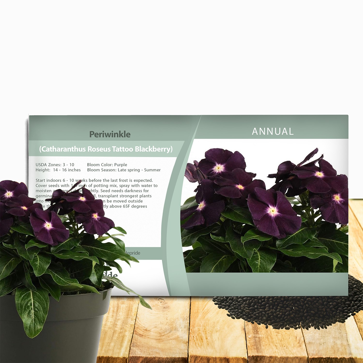 100 Seeds Dark Purple Periwinkle Vinca Seeds For Planting – Flower Seeds