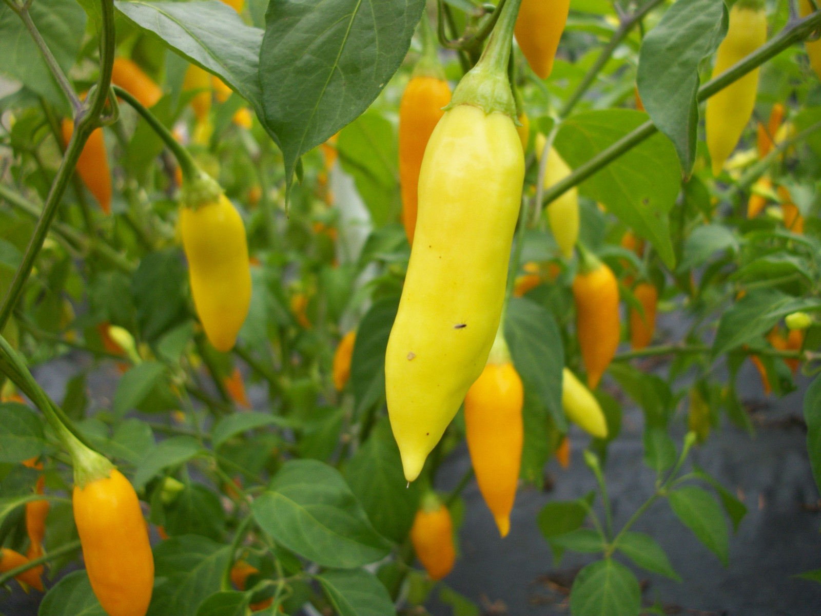 Peru Hot Organic Non-GMO Seeds – Hot Pepper – Med/Lge Yellow – Pkg 10+ – Ltd Qty