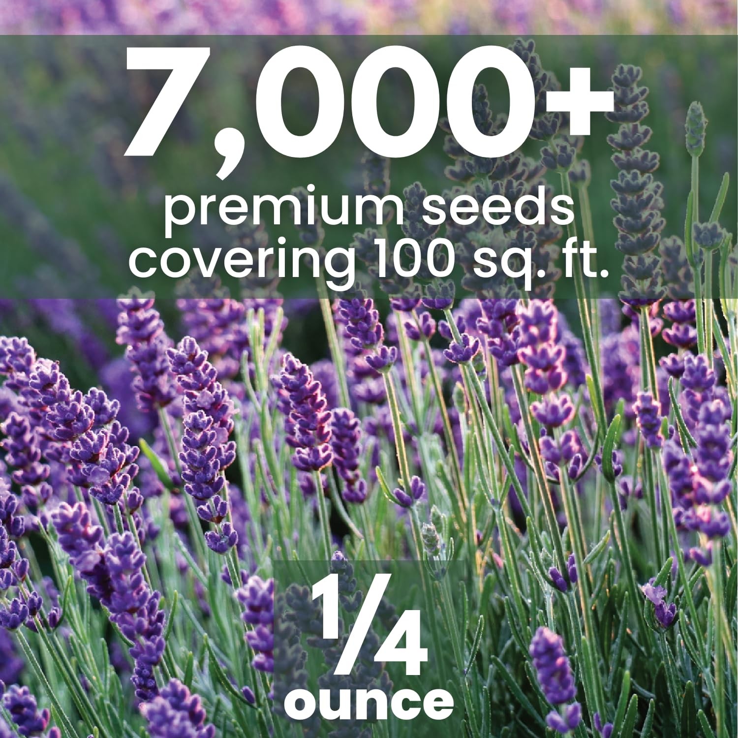 Lavender – 7,000 Seeds for Planting – 2026 Season – 1/4 Ounce Pouch
