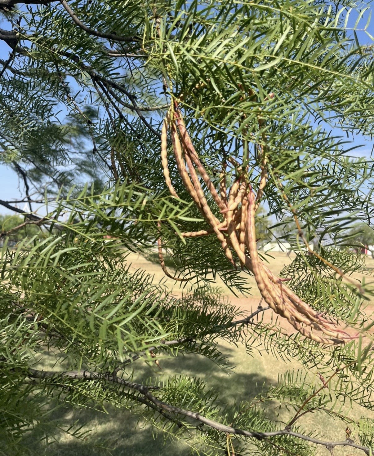 Wild grown, hand picked honey Mesquite (Prosopis) Tree Pods 25 pcs