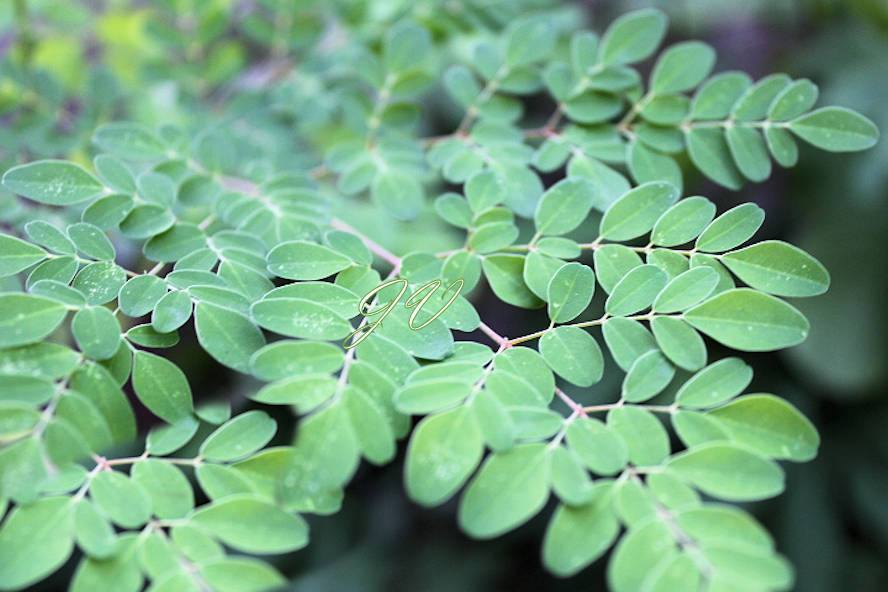 Tropical Seeds -Moringa oleifera ODC -Hybrid Tropical 10 Seeds for Planting