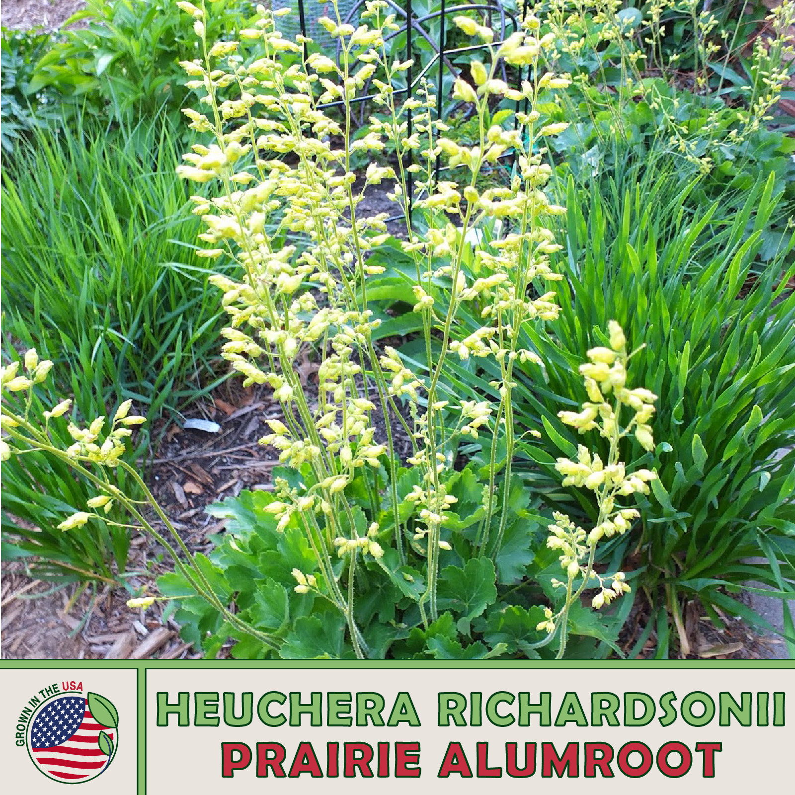 1000 Prairie Alumroot Seeds, Heuchera richardsonii, Native Wildflower