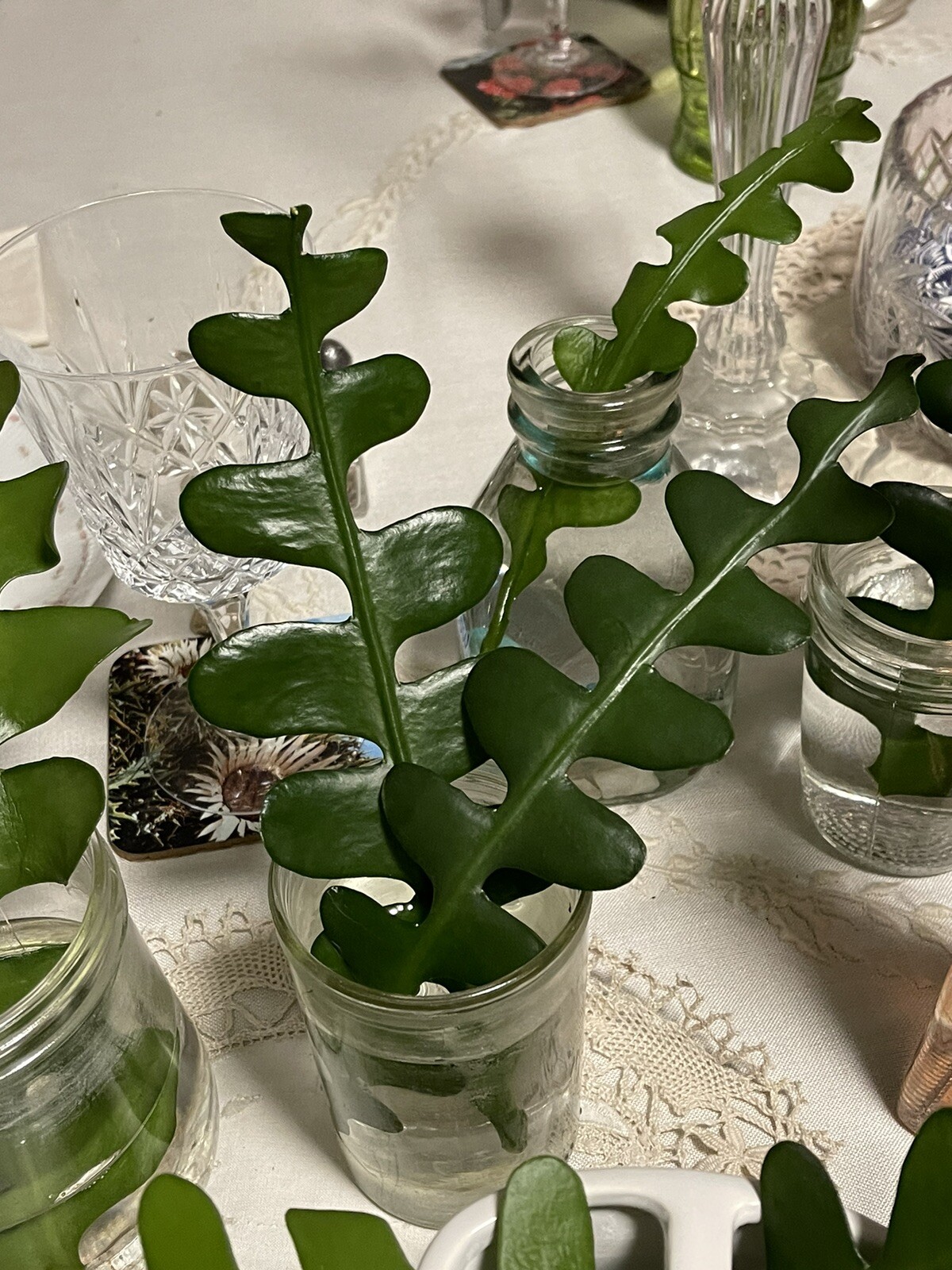 🌿Symbolic Endurance & Protection Rick Rack FISHBONE Plant Blooms YELLOW