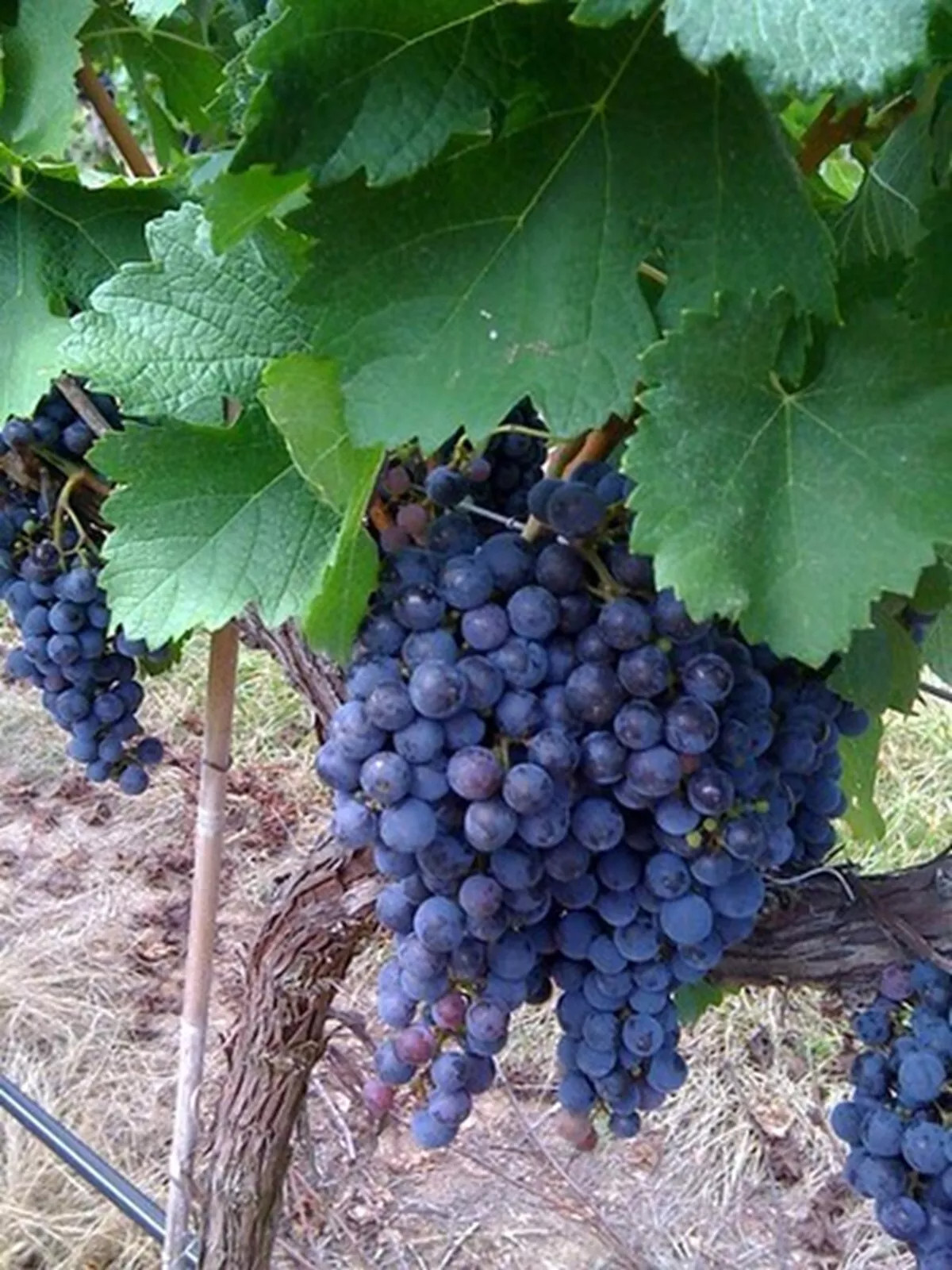 Organic California Wild Grape {Vitis californica} 10 SEEDS USA