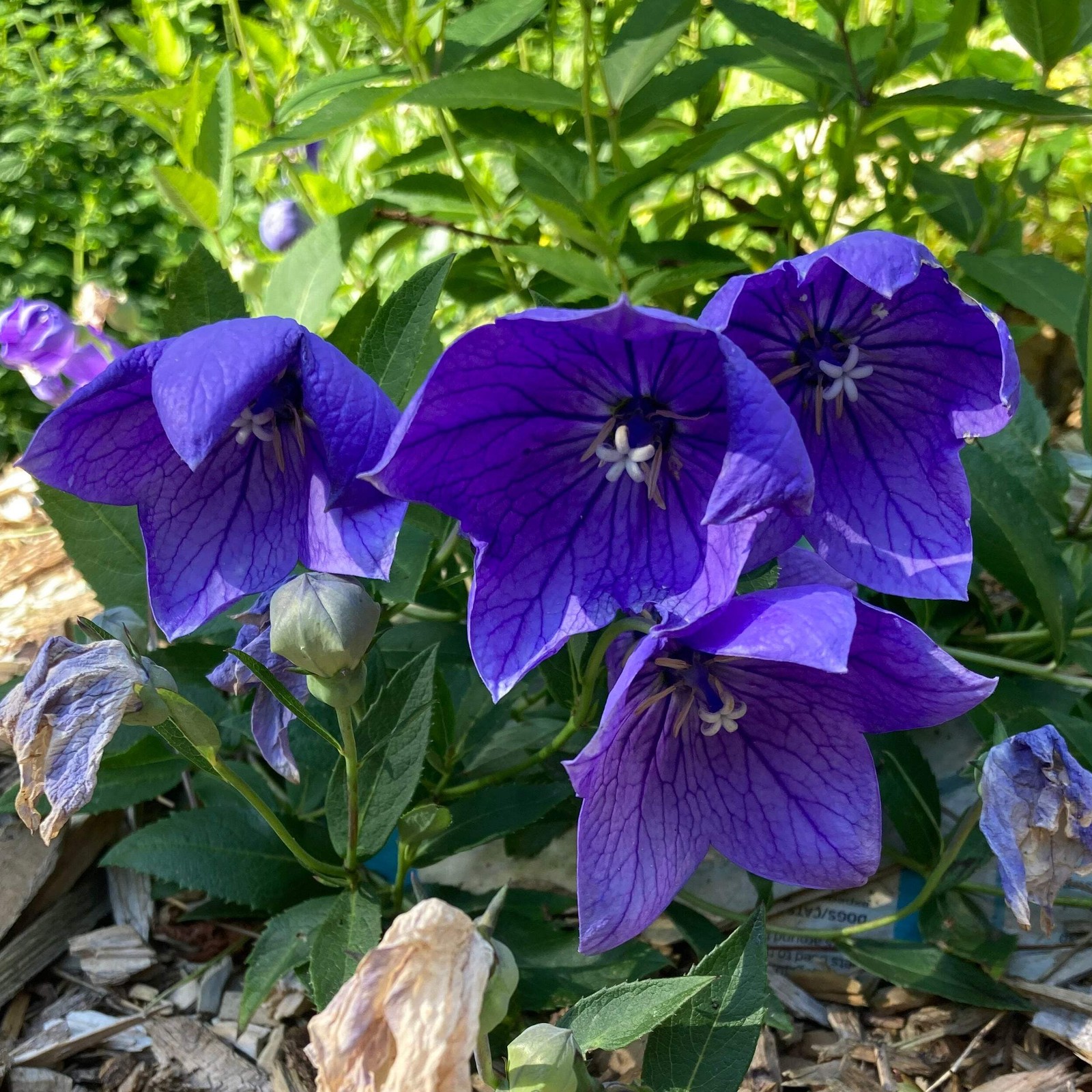 Balloon Flower Seeds (Platycodon grandiflorus) ~Traditional Herb Garden