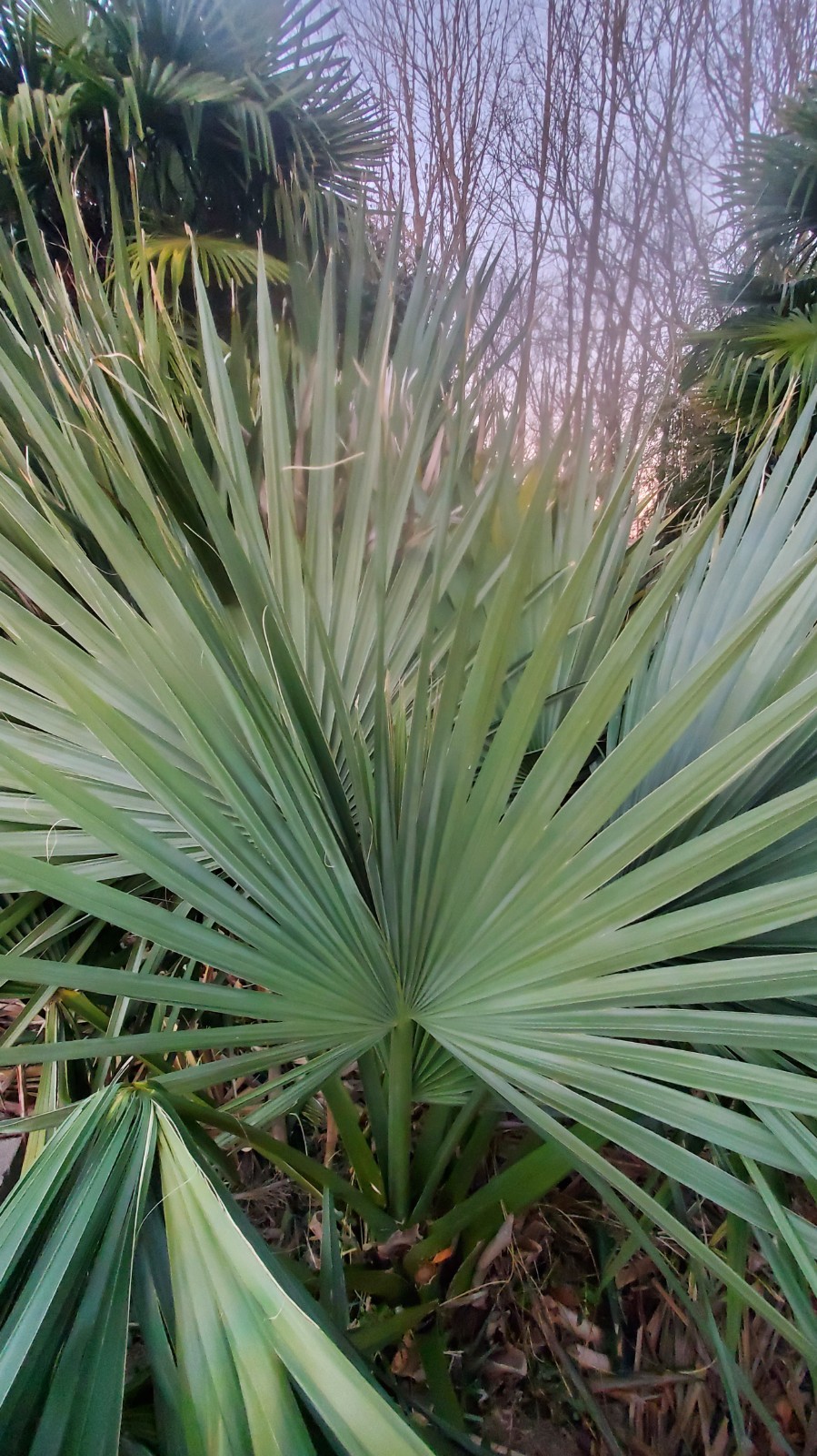 100 Sabal minor seeds 2025 harvest
