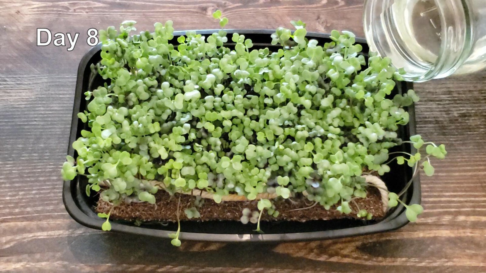 Microgreen Grow Kit – Basic Salad Mix