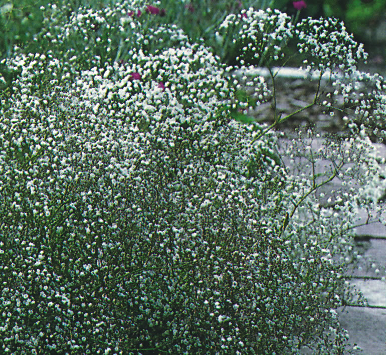 501+BABY’S BREATH Seeds Annual Cut Dried Flowers Summer Garden Patio Container