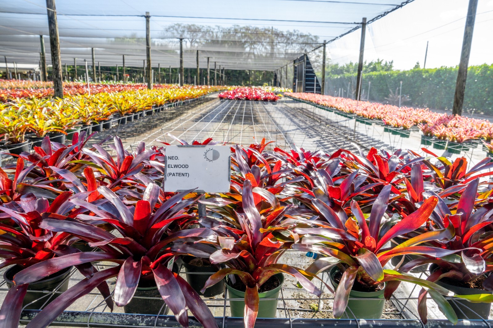 Bromeliad – Neoregelia El Wood 6″ pot – Live Plant