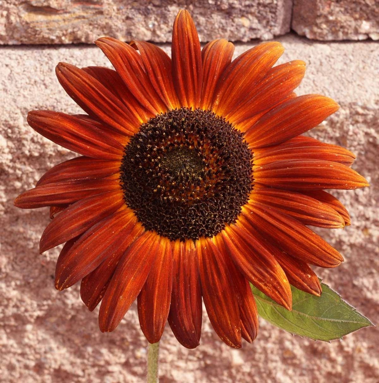 Velvet Queen Sunflower Seeds Helianthus annuus Free Shipping!