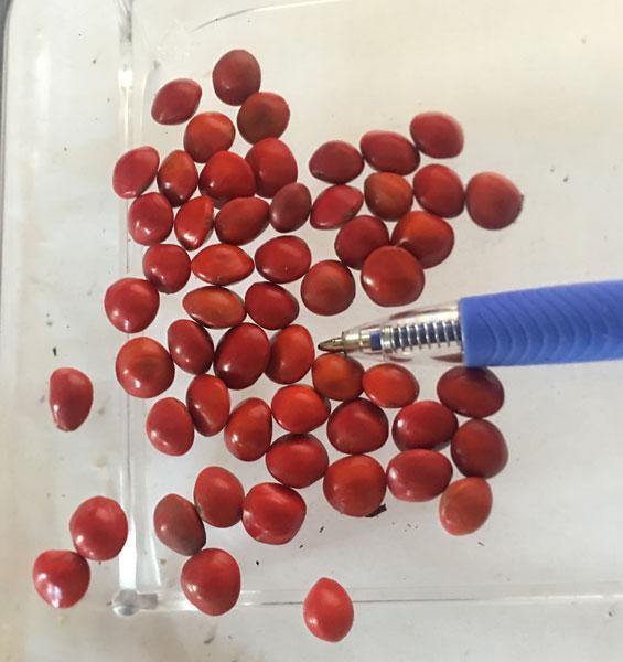 Adenanthera pavonina | Coral Wood | Red Sandalwood | Red Lucky Seed | 5 Seeds