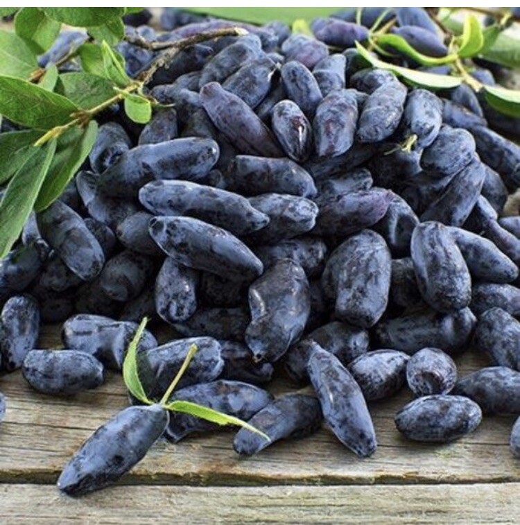 Set of 2 plants – Honeyberries ‘Aurora’ & ‘Boreal Beauty’ (Lonicera caerulea)