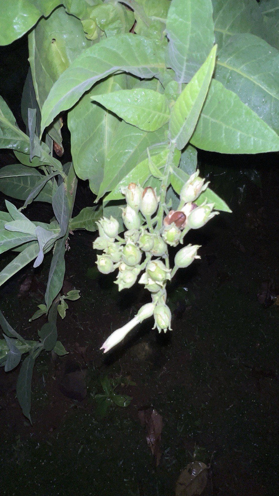🌿 Giant Mature Tobacco Plant – 8 Feet Tall – Healthy & Seed Producing