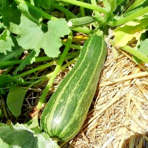 20 Premium Italian Cocozelle Zucchini | NON-GMO | Summer Squash Seeds-B 37