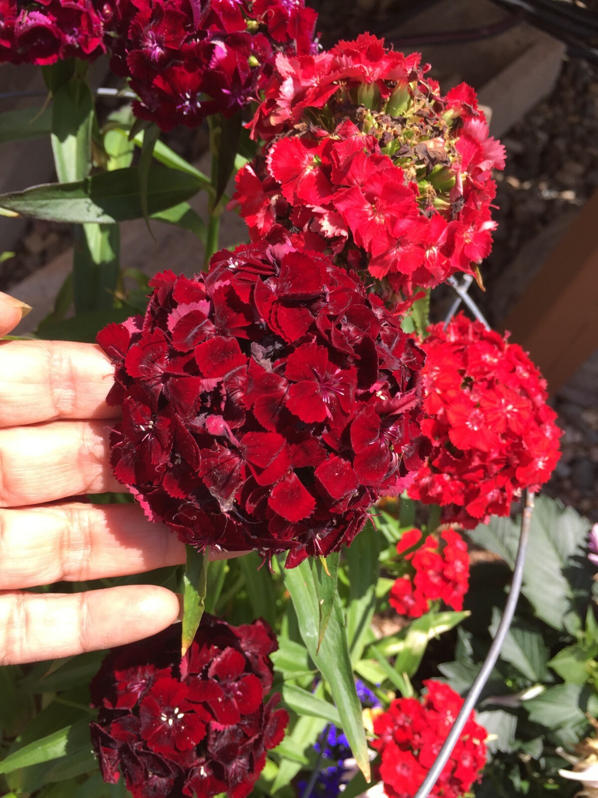 100 seeds Dianthus Barbatus mix Tall plant about 3 feet tall +gift
