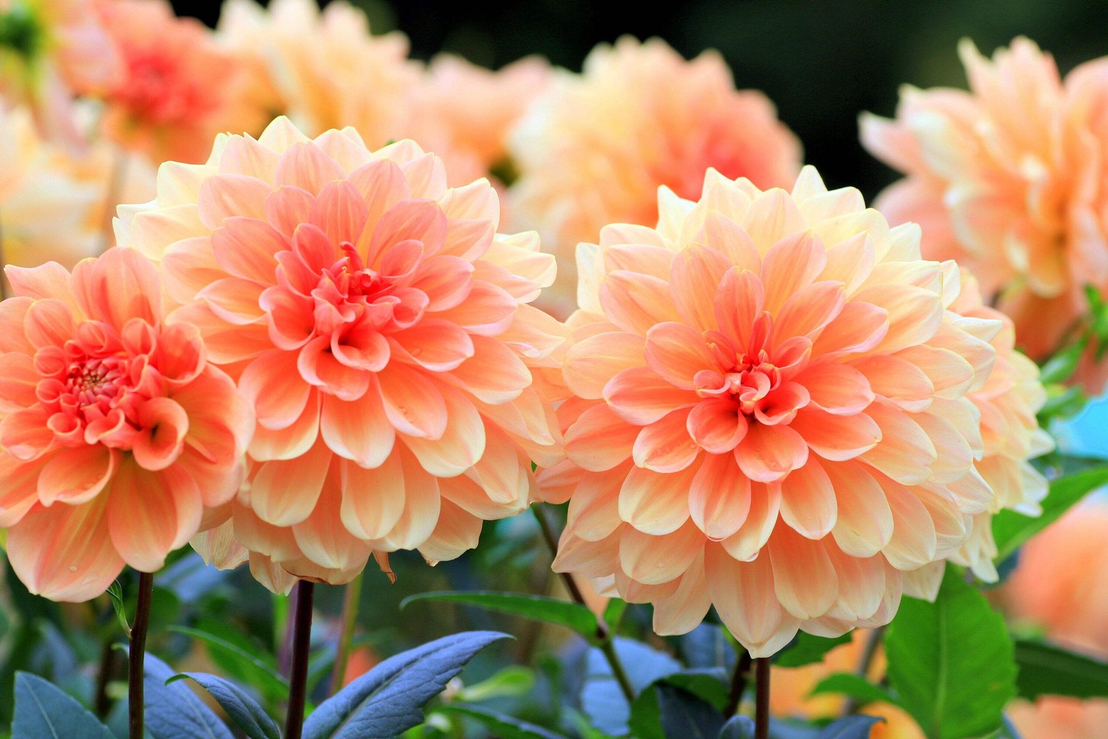 50 WATERCOLOR MIX DAHLIA Variabilis Double Bloom Mixed Colors Flower Seeds