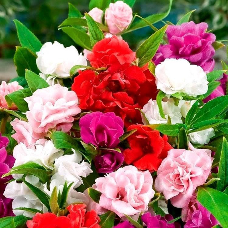 Seeds Garden Balsam 50+ Seeds to Grow Impatiens Balsamina Double Impatiens Annua