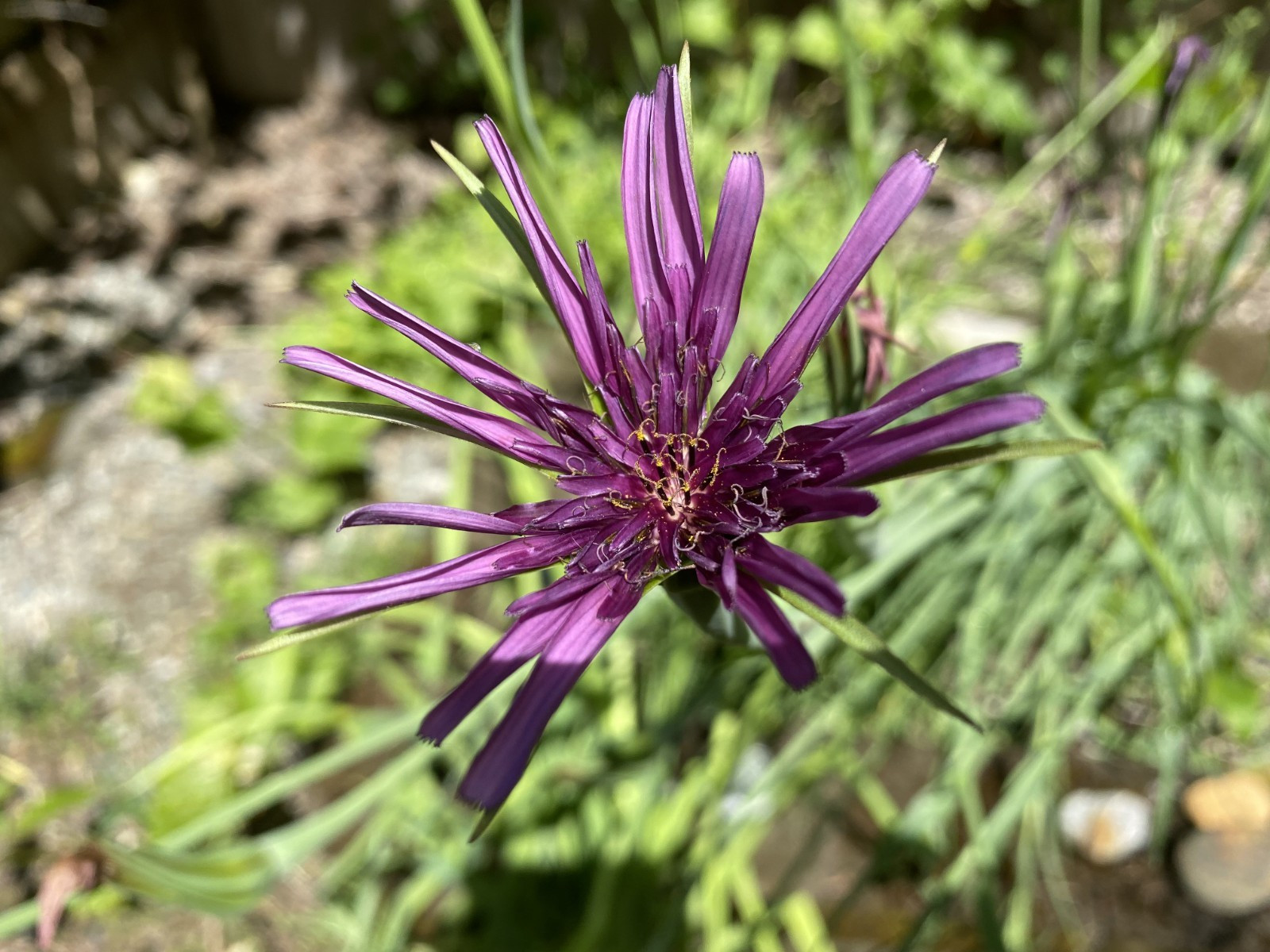Scorzonera Hispanica Black Salisfy (Oyster Root) Edible Landscape 12 seeds