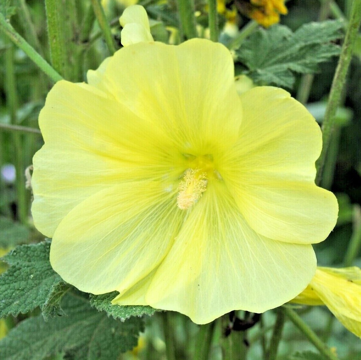 YELLOW HOLLYHOCK Seeds *FREE Shipping!* Alcea rugosa Hollyhock Flower Seeds