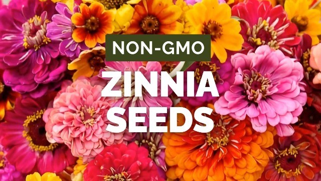 Zinnia Seeds Mix for Planting – 1 lb Non-GMO Flower Seeds, 6 Varieties, 480K+ Se