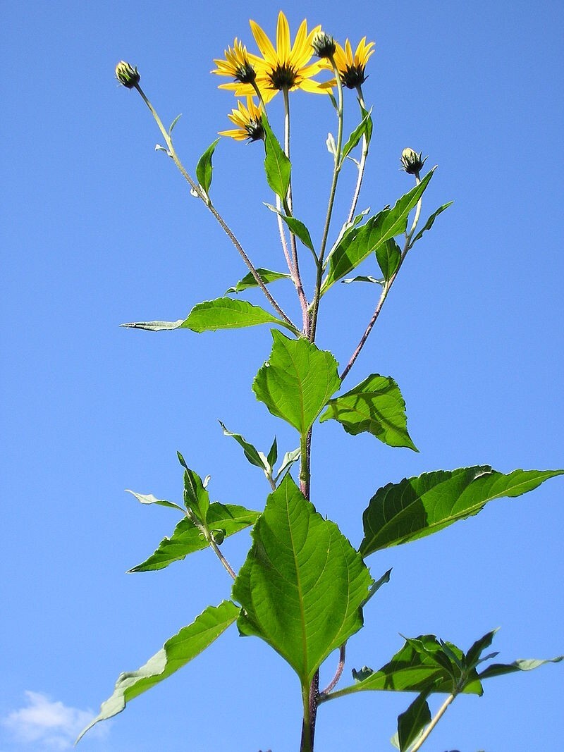 10 tubers Jerusalem Artichoke Organic Tubers – Sunchokes, Sun root, Earth Apple