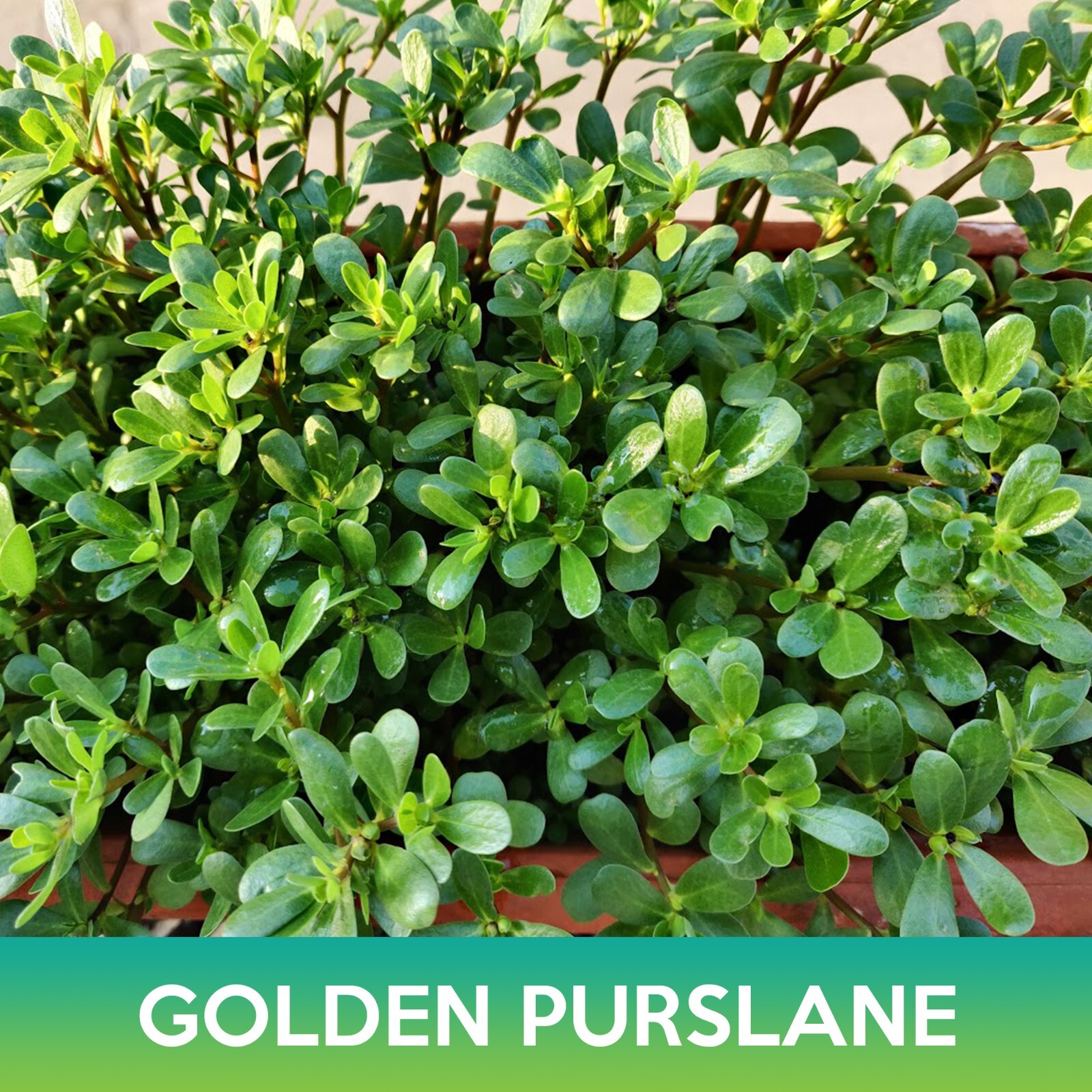 Golden Purslane Seeds, Portulaca oleracea sativa