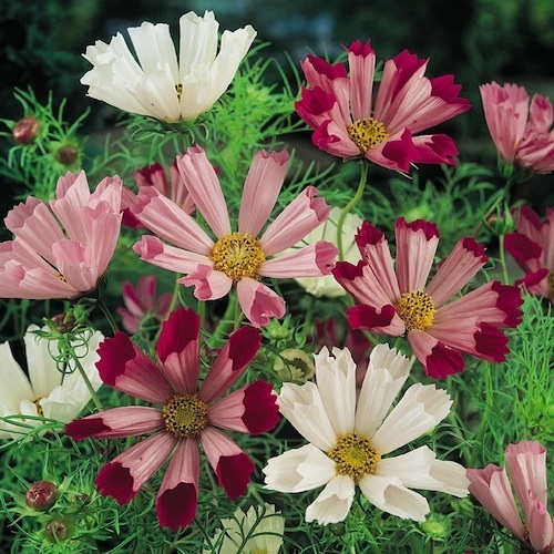 35+ COSMOS FLOWER SEEDS SEASHELLS MIX FLUTED DROUGHT TOLERANT long lasting ann