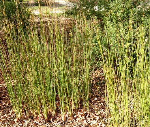 RUSH JAVELIN Juncus Pallidus – 50 Bulk Seeds