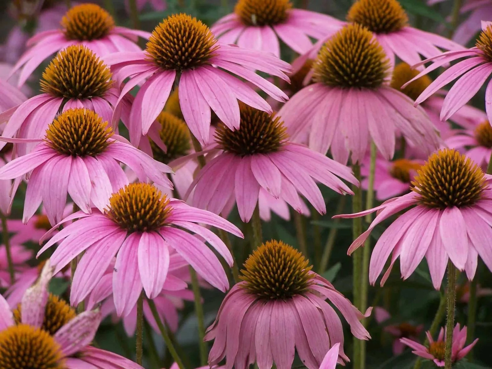 1000+ Purple Coneflower Seeds – Echinacea – PERENNIAL – WILDFLOWER