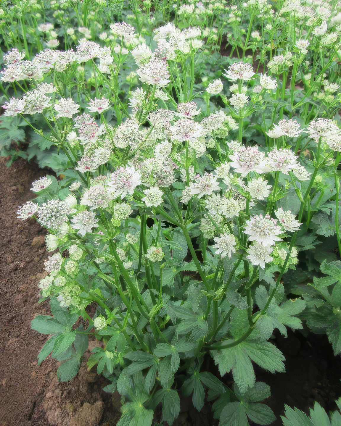 Star of Billions Astrantia – 3 root divisions