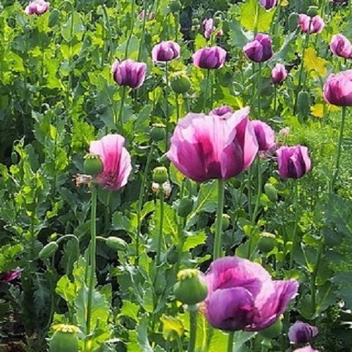 Hungarian Poppy Seeds For Planting 10,000 Imported Stratified P Somniferum Seeds