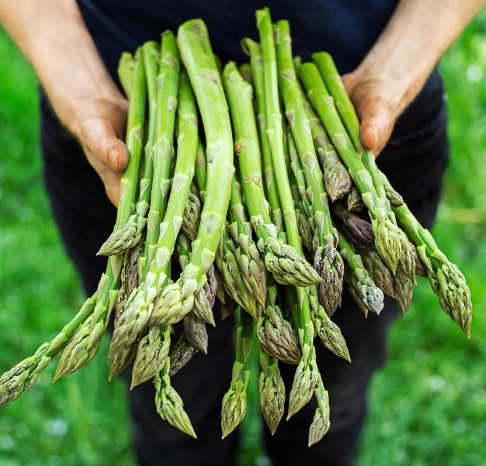 100+ ASPARAGUS SEEDS – MARY WASHINGTON———- Non GMO – Heirloom – Organic